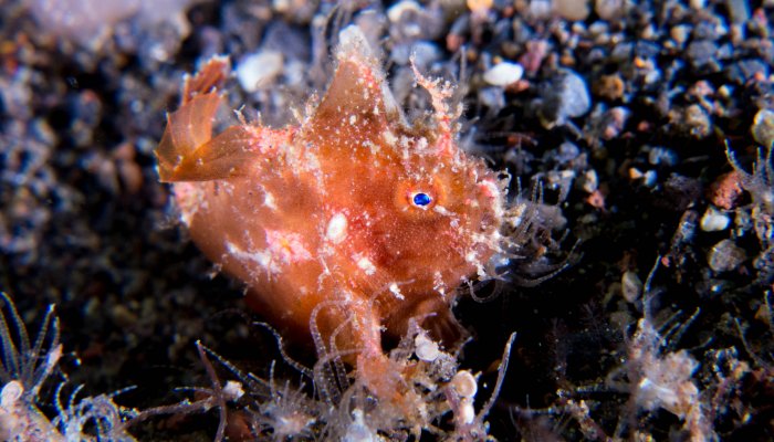 Baby Blue Eyed Frogfish